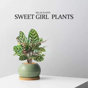 Sweet Girl Plant