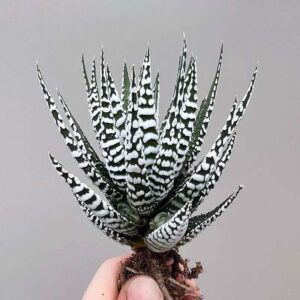 Aloe Vera Different Variant