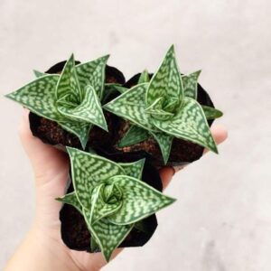 Triangle Shape Leaf Plant
