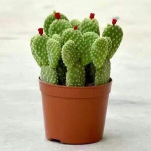 Cactus Plant