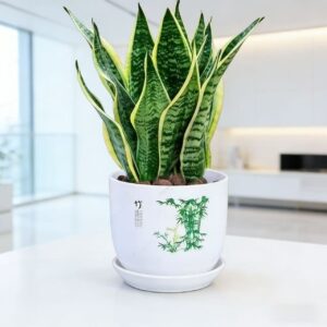 Snake Plant