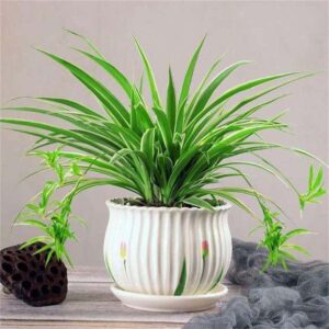 Medium Size Spider Plant