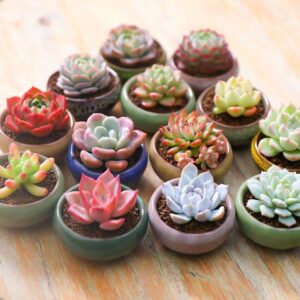 Small Size Artificial Plants
