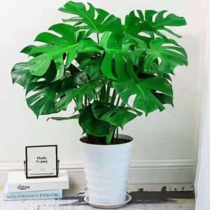 Philodendron