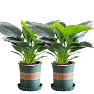 Fiddle Leaf Fig Plant