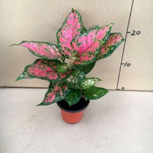 Caladium Plant