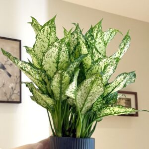 Dieffenbachia Plant
